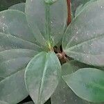 Peperomia glabella Levél