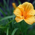 Hemerocallis lilioasphodelusFlower