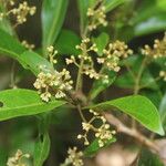 Nectandra turbacensis Flower