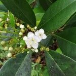 Ilex canariensisപുഷ്പം