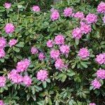 Rhododendron minus Blomma