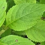 Impatiens parviflora Blatt