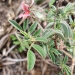 Indigofera volkensii Fuelha