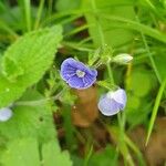 Veronica montana Flower