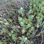 Malva setigera Leaf