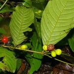 Quiina macrophylla Fruct