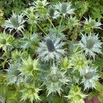 Eryngium giganteum Habit