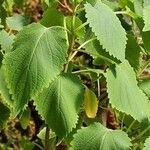 Coleus livingstonei Leaf