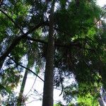 Howea belmoreana Magamba