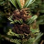 Pinus aristata फल