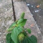 Acalypha arvensis Cvet