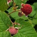 Rubus odoratus Fruct