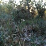 Asperula cynanchica 花