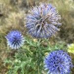 Echinops ritroফুল