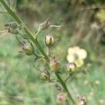 Verbascum blattaria Fruit