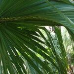 Sabal palmetto 葉