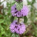 Mentha pulegium Fleur