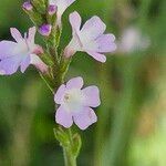 Verbena officinalisFlower