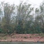 Bambusa vulgaris Лист