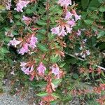 Abelia x grandiflora Flower