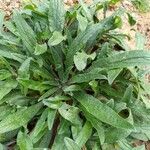 Echium plantagineumLeaf