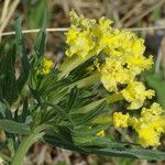 Lithospermum incisum Habitus