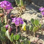 Abronia umbellata ശീലം