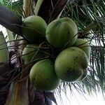 Cocos nucifera Gyümölcs