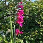 Gladiolus × byzantinus Blomst