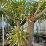 Pachypodium lamerei Habit