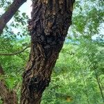 Piliostigma thonningii Bark