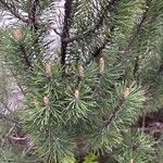 Pinus mugo Φύλλο