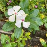 Catharanthus roseusΛουλούδι