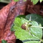 Fragaria vesca Owoc