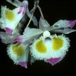 Dendrobium devonianum Flower