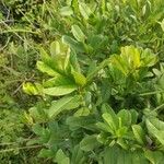 Crotalaria spectabilis Leaf