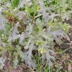 Senecio vulgaris Habit