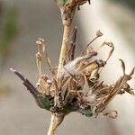 Lactuca saligna Fruit