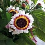Ismelia carinata Квітка