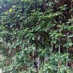 Tecomaria capensis Sonstige
