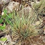 Festuca valesiaca Folha