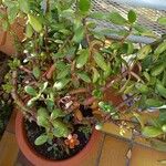 Sesuvium portulacastrum List