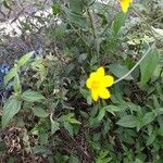 Aldama dentata Hoja