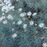 Argyranthemum foeniculaceum Cvet