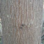 Cotinus coggygria Bark