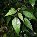 Ageratina altissima Yaprak