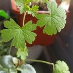 Bowlesia incana Yaprak