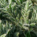 Echium asperrimum Leaf