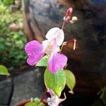 Impatiens balfouriiFlor