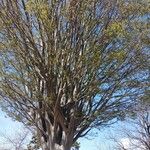 Zelkova carpinifolia Habit